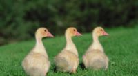 goslings geese birds chicks 4k 1542242169 200x110 - goslings, geese, birds, chicks 4k - goslings, geese, Birds