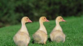 goslings geese birds chicks 4k 1542242169 272x150 - goslings, geese, birds, chicks 4k - goslings, geese, Birds