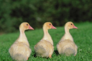 goslings geese birds chicks 4k 1542242169 300x200 - goslings, geese, birds, chicks 4k - goslings, geese, Birds