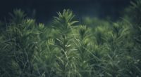 grass plant green blur 4k 1541117182 200x110 - grass, plant, green, blur 4k - Plant, green, Grass