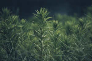 grass plant green blur 4k 1541117182 300x200 - grass, plant, green, blur 4k - Plant, green, Grass
