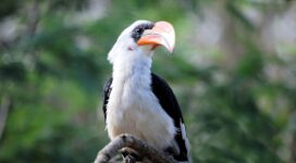 great hornbill bird beak 4k 1542241797 272x150 - great hornbill, bird, beak 4k - great hornbill, Bird, beak