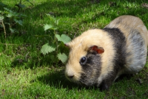 guinea pig rodent striped grass 4k 1542242261 300x200 - guinea pig, rodent, striped, grass 4k - striped, rodent, guinea pig