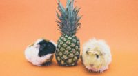 guinea pigs pineapple rodent 4k 1542243012 200x110 - guinea pigs, pineapple, rodent 4k - rodent, pineapple, guinea pigs