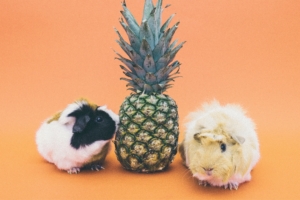 guinea pigs pineapple rodent 4k 1542243012 300x200 - guinea pigs, pineapple, rodent 4k - rodent, pineapple, guinea pigs