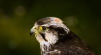 hawk bird glare background beak predator 4k 1542241588 200x110 - hawk, bird, glare, background, beak, predator 4k - Hawk, glare, Bird