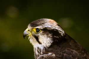 hawk bird glare background beak predator 4k 1542241588 300x200 - hawk, bird, glare, background, beak, predator 4k - Hawk, glare, Bird