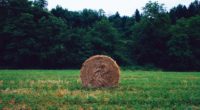 hay grass forest 4k 1541116795 200x110 - hay, grass, forest 4k - hay, Grass, Forest
