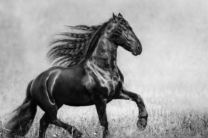 horse black and white 4k 1542238178 300x200 - Horse Black And White 4k - monochrome wallpapers, horse wallpapers, black and white wallpapers, animals wallpapers