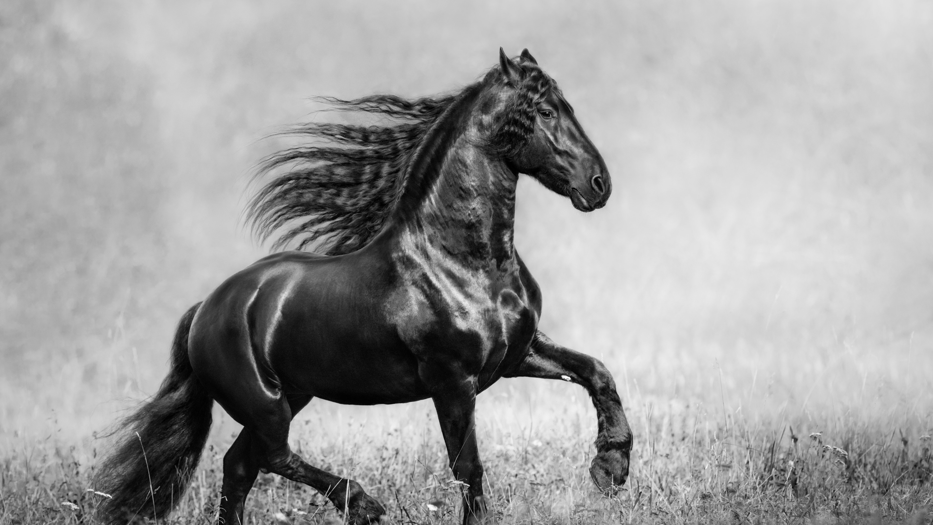 horse black and white 4k 1542238178 - Horse Black And White 4k - monochrome wallpapers, horse wallpapers, black and white wallpapers, animals wallpapers