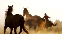 horse cowboy lasso 4k 1542242888 200x110 - horse, cowboy, lasso 4k - lasso, horse, Cowboy