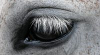 horse eyes eyelashes spots 4k 1542241845 200x110 - horse, eyes, eyelashes, spots 4k - horse, Eyes, eyelashes