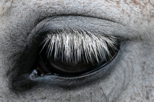 horse eyes eyelashes spots 4k 1542241845 300x200 - horse, eyes, eyelashes, spots 4k - horse, Eyes, eyelashes