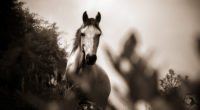 horse grayscale 1542238753 200x110 - Horse Grayscale - monochrome wallpapers, horse wallpapers, hd-wallpapers, grayscale wallpapers, black and white wallpapers, animals wallpapers, 4k-wallpapers