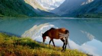 horse mountain lake grass walk 4k 1542242813 200x110 - horse, mountain, lake, grass, walk 4k - Mountain, Lake, horse