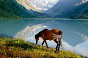 horse mountain lake grass walk 4k 1542242813 300x200 - horse, mountain, lake, grass, walk 4k - Mountain, Lake, horse