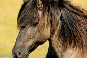 horse muzzle mane 4k 1542242429 300x200 - horse, muzzle, mane 4k - muzzle, mane, horse