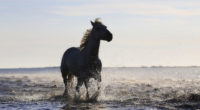horse running on the beach 4k 4k 1542238384 200x110 - Horse Running On The Beach 4k 4k - horse wallpapers, hd-wallpapers, beach wallpapers, animals wallpapers, 4k-wallpapers