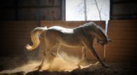 horse stables dust color 4k 1542242554 200x110 - horse, stables, dust, color 4k - stables, horse, Dust
