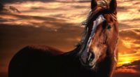 horse sunset mane sky wind 4k 1542242674 200x110 - horse, sunset, mane, sky, wind 4k - sunset, mane, horse