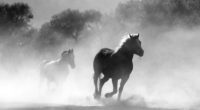 horses running dust monochrome 4k 1542239651 200x110 - Horses Running Dust Monochrome 4k - monochrome wallpapers, horse wallpapers, hd-wallpapers, black and white wallpapers, animals wallpapers, 4k-wallpapers