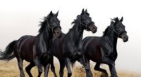 horses stallions three movement 4k 1542242823 200x110 - horses, stallions, three, movement 4k - Three, stallions, Horses