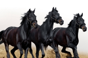 horses stallions three movement 4k 1542242823 300x200 - horses, stallions, three, movement 4k - Three, stallions, Horses