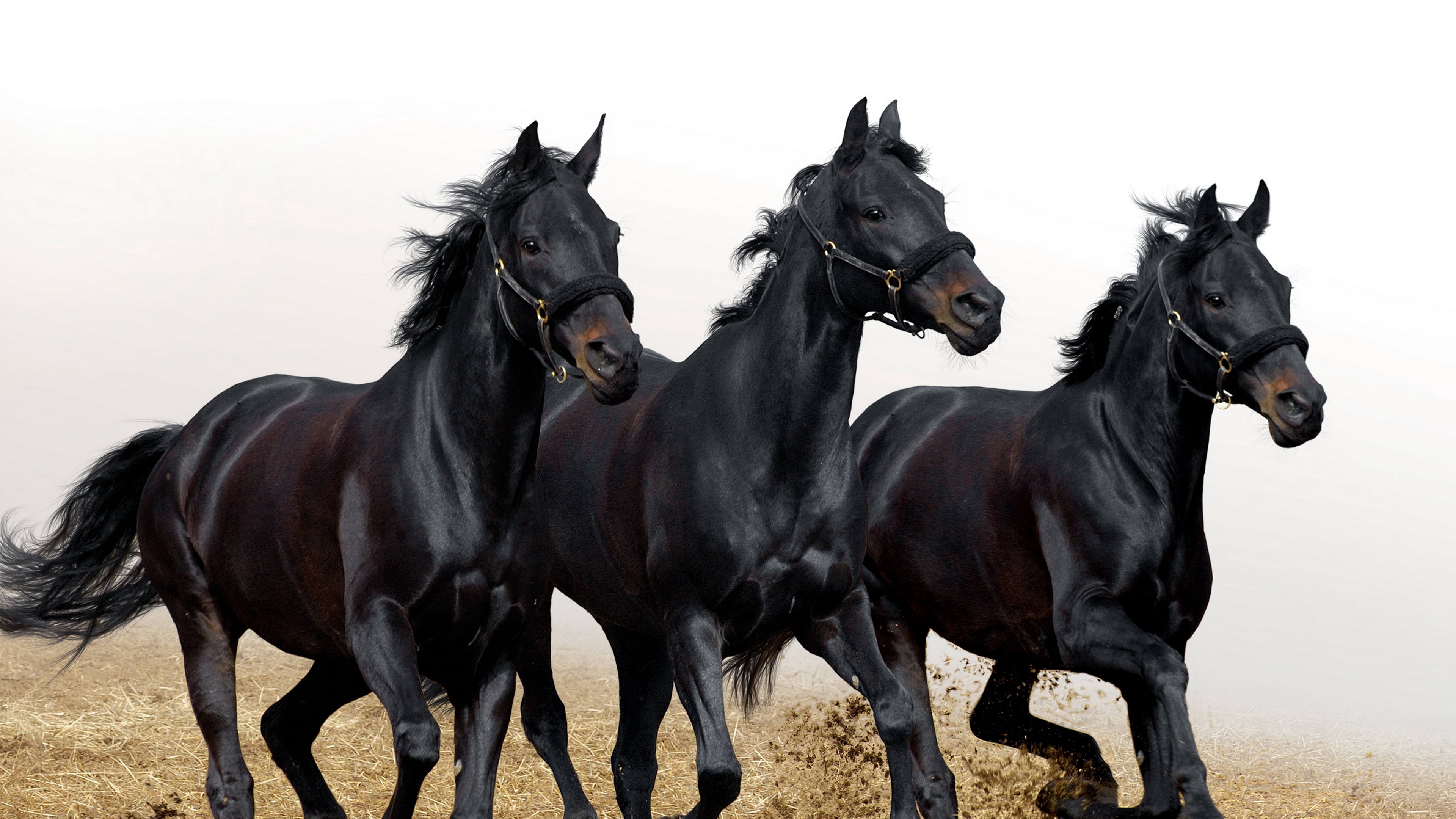 horses stallions three movement 4k 1542242823 - horses, stallions, three, movement 4k - Three, stallions, Horses