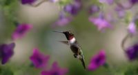 hummingbird bird wings flap 4k 1542242698 200x110 - hummingbird, bird, wings, flap 4k - Wings, Hummingbird, Bird