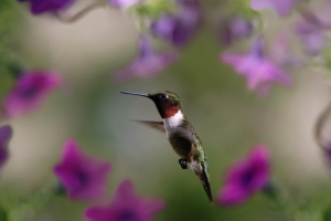 hummingbird bird wings flap 4k 1542242698 300x200 - hummingbird, bird, wings, flap 4k - Wings, Hummingbird, Bird