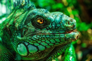 iguana eyes reptile 4k 1542241922 300x200 - iguana, eyes, reptile 4k - reptile, iguana, Eyes