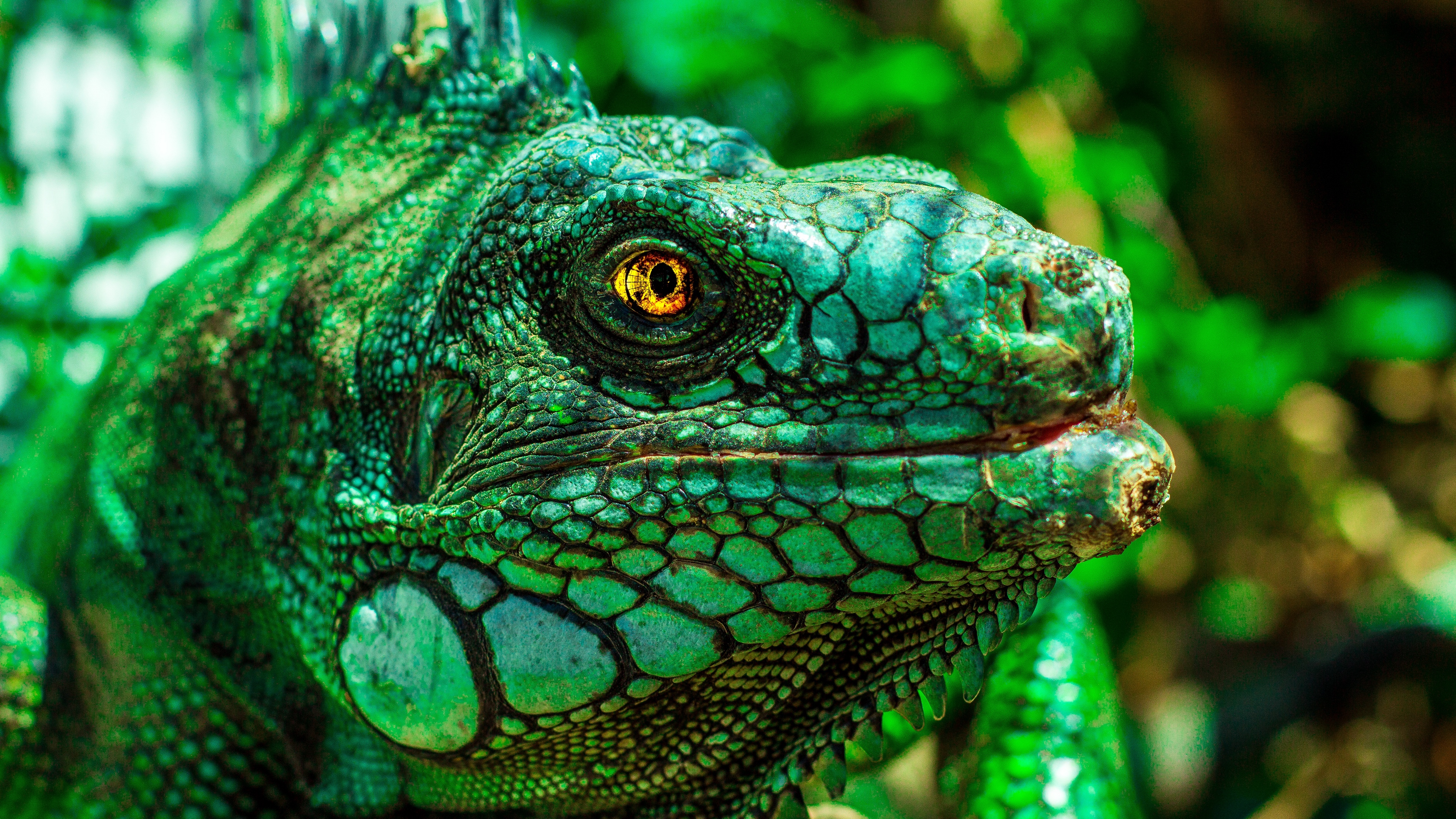 iguana eyes reptile 4k 1542241922 - iguana, eyes, reptile 4k - reptile, iguana, Eyes
