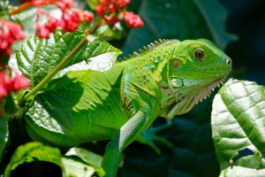 iguana reptile lizard flower leaf 4k 1542242255 300x200 - iguana, reptile, lizard, flower, leaf 4k - reptile, Lizard, iguana