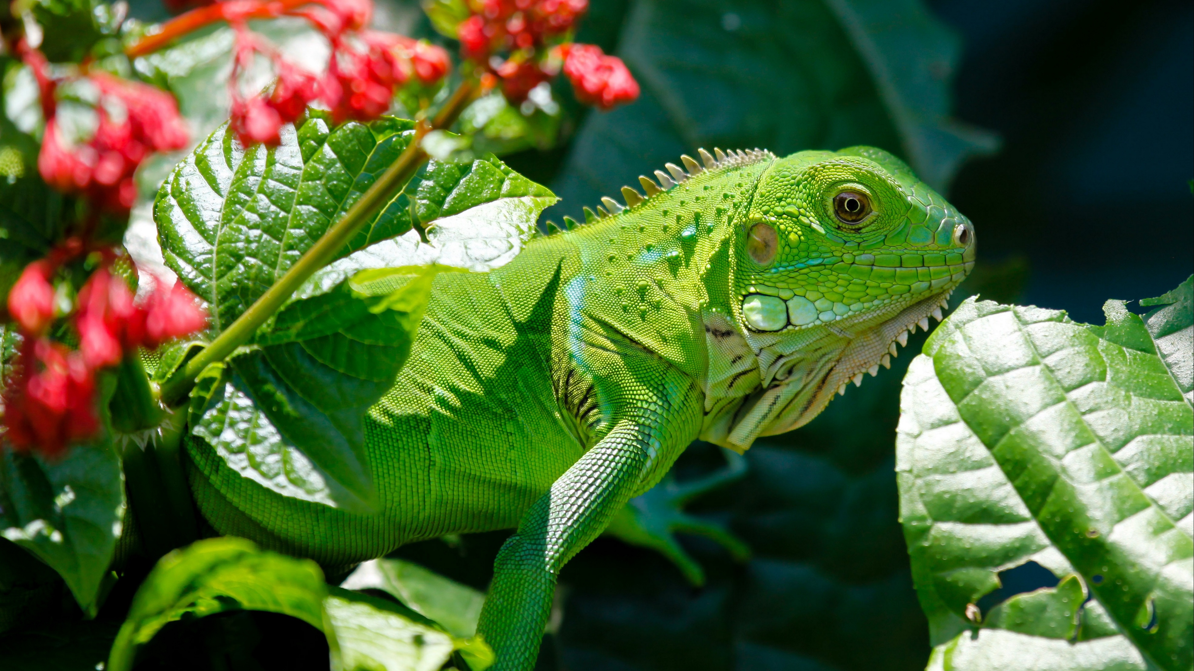 iguana reptile lizard flower leaf 4k 1542242255 - iguana, reptile, lizard, flower, leaf 4k - reptile, Lizard, iguana