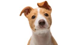 jack russell terrier 4k 1542237711 272x150 - Jack Russell Terrier 4k - pug wallpapers, jack russell terrier wallpapers, dog wallpapers, animals wallpapers