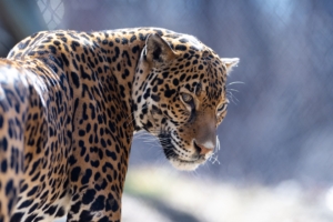jaguar big cat predator look 4k 1542242810 300x200 - jaguar, big cat, predator, look 4k - Predator, Jaguar, big cat