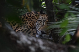 jaguar muzzle predator 4k 1542242454 300x200 - jaguar, muzzle, predator 4k - Predator, muzzle, Jaguar