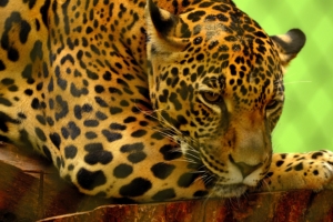 jaguar predator lying muzzle 4k 1542242485 300x200 - jaguar, predator, lying, muzzle 4k - Predator, Lying, Jaguar