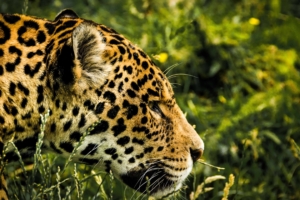 jaguar wild 1542238393 300x200 - Jaguar Wild - jaguar wallpapers, hd-wallpapers, animals wallpapers, 4k-wallpapers