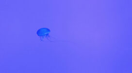 jellyfish 4k 1542238595 272x150 - Jellyfish 4k - underwater wallpapers, jellyfish wallpapers, hd-wallpapers, animals wallpapers, 4k-wallpapers