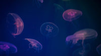 jellyfish digital art 1542238882 200x110 - Jellyfish Digital Art - underwater wallpapers, jellyfish wallpapers, hd-wallpapers, digital art wallpapers, artwork wallpapers, artist wallpapers, animals wallpapers, 4k-wallpapers