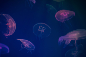 jellyfish digital art 1542238882 300x200 - Jellyfish Digital Art - underwater wallpapers, jellyfish wallpapers, hd-wallpapers, digital art wallpapers, artwork wallpapers, artist wallpapers, animals wallpapers, 4k-wallpapers