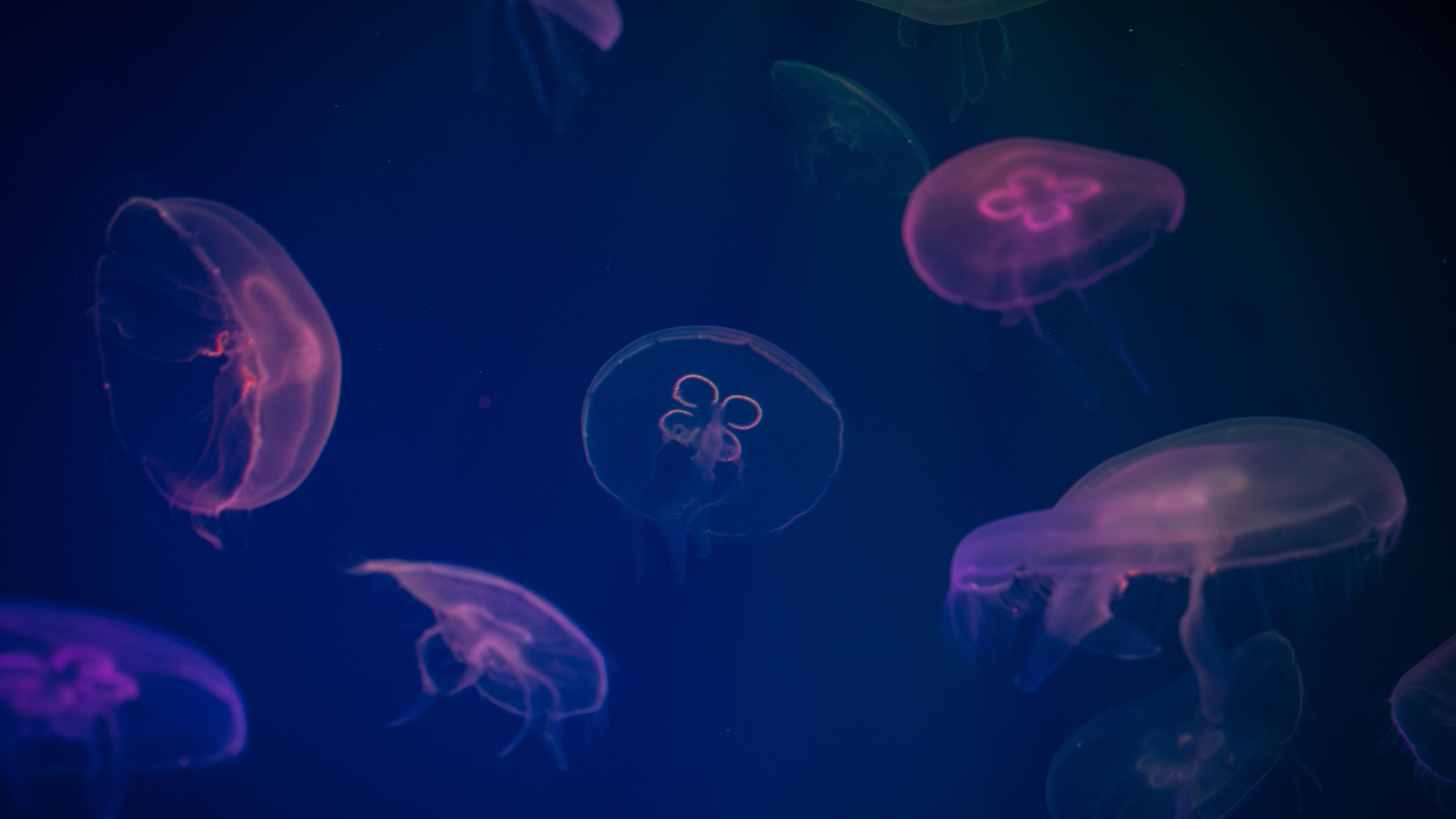 jellyfish digital art 1542238882 - Jellyfish Digital Art - underwater wallpapers, jellyfish wallpapers, hd-wallpapers, digital art wallpapers, artwork wallpapers, artist wallpapers, animals wallpapers, 4k-wallpapers