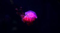 jellyfish glow phosphorus underwater world 4k 1541116414 200x110 - jellyfish, glow, phosphorus, underwater world 4k - phosphorus, Jellyfish, Glow