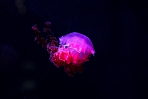 jellyfish glow phosphorus underwater world 4k 1541116414 300x200 - jellyfish, glow, phosphorus, underwater world 4k - phosphorus, Jellyfish, Glow