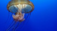 jellyfish underwater 4k 1542238870 200x110 - Jellyfish Underwater 4k - underwater wallpapers, jellyfish wallpapers, hd-wallpapers, 4k-wallpapers