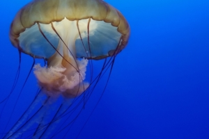 jellyfish underwater 4k 1542238870 300x200 - Jellyfish Underwater 4k - underwater wallpapers, jellyfish wallpapers, hd-wallpapers, 4k-wallpapers