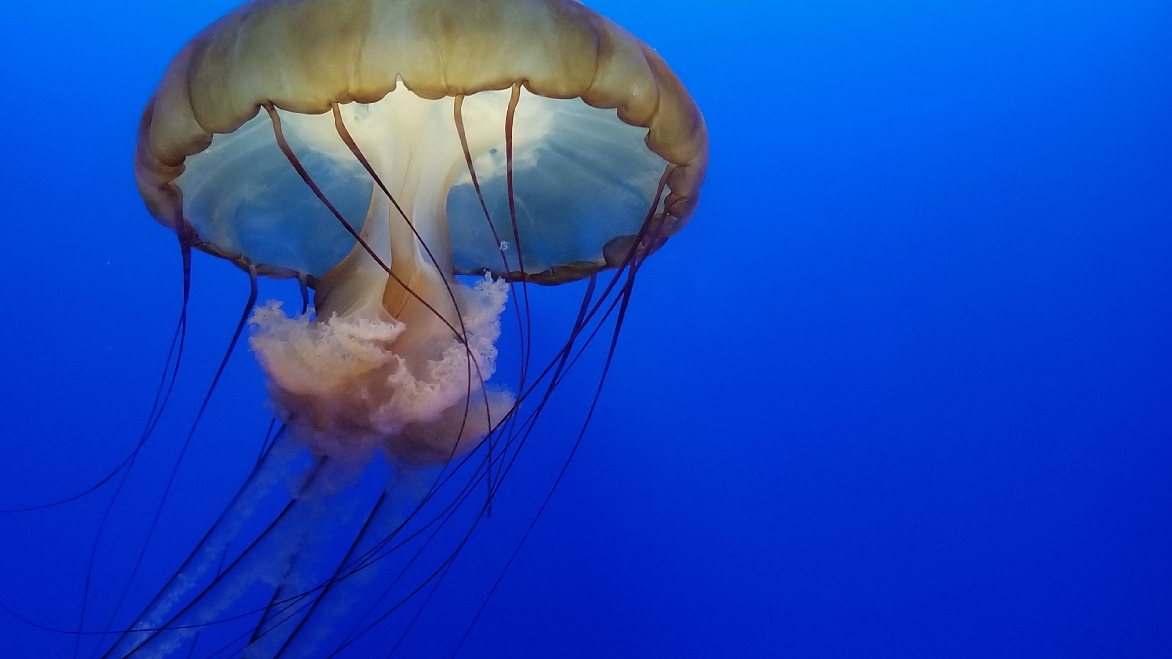 Wallpaper 4k Jellyfish Underwater 4k 4k Wallpapers Hd Wallpapers