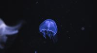 jellyfish underwater 4k 1542239114 200x110 - Jellyfish Underwater 4k - underwater wallpapers, jellyfish wallpapers, hd-wallpapers, animals wallpapers, 4k-wallpapers
