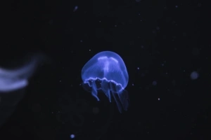 jellyfish underwater 4k 1542239114 300x200 - Jellyfish Underwater 4k - underwater wallpapers, jellyfish wallpapers, hd-wallpapers, animals wallpapers, 4k-wallpapers